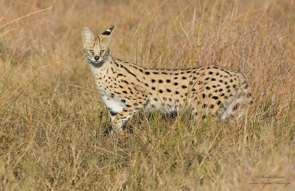 Khwai Tented Camp 50/50