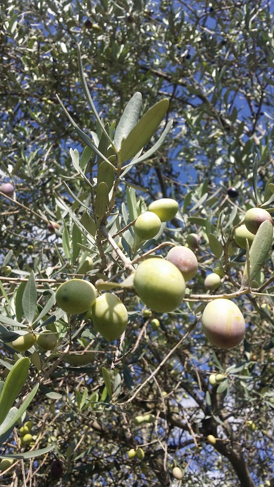 Gigliotto Agriturismo 27/36