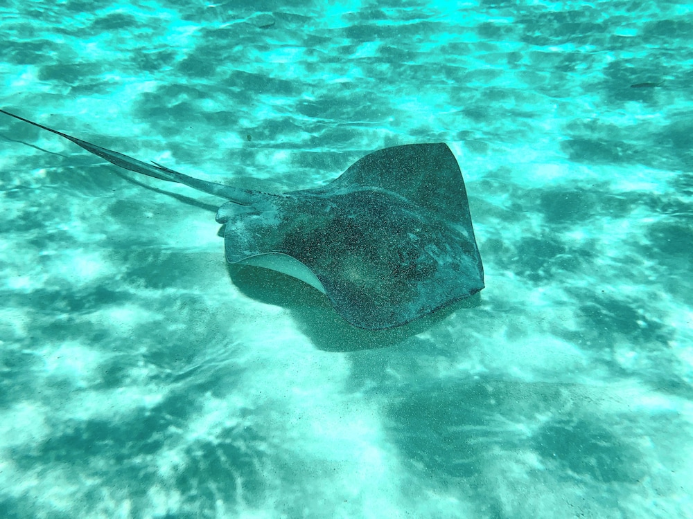 Coralia Boutique Hotel Cozumel 37/59