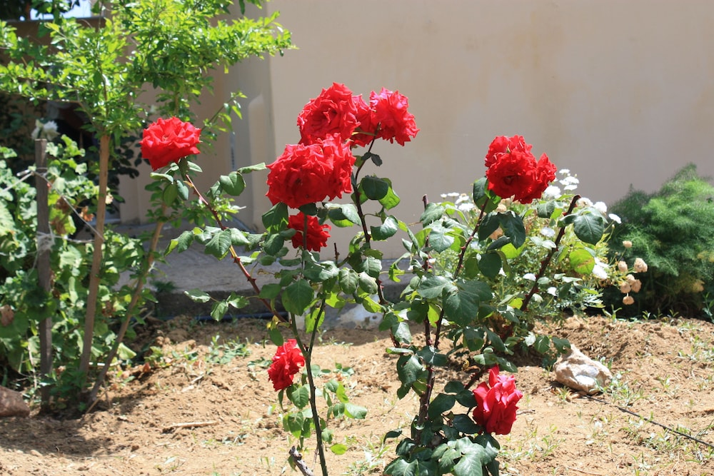 Naxos Cottage 27/50
