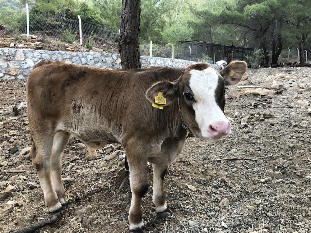 Durusu Ciftlik Evleri 31/34