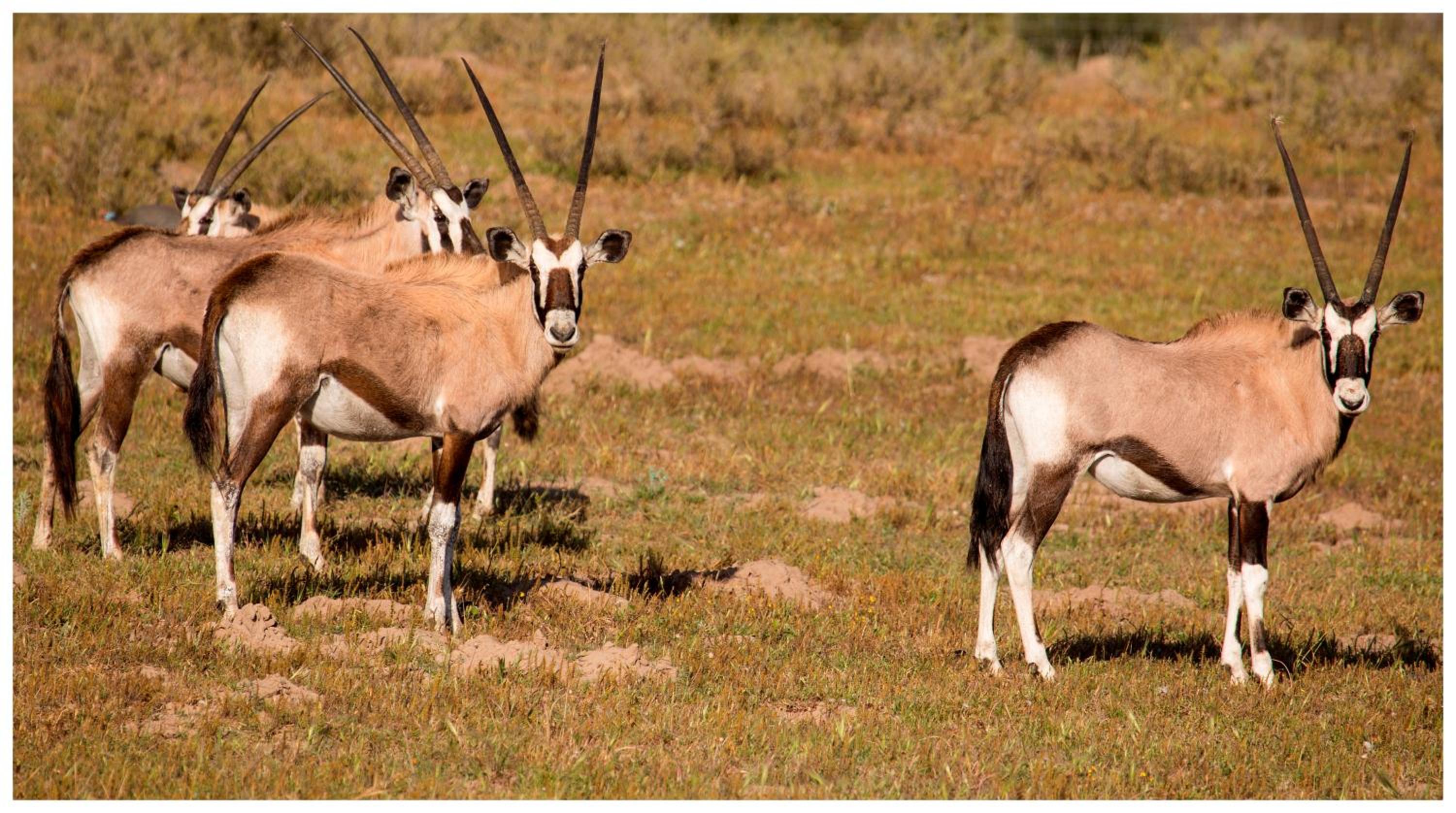 Thali Thali Game Lodge 40/50