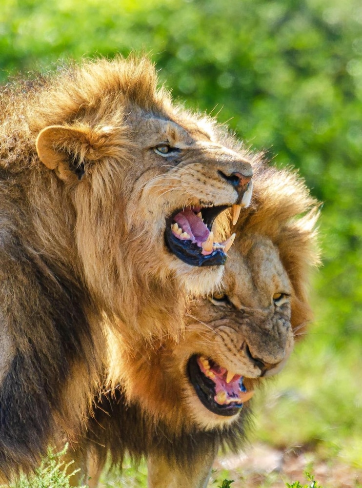 Kwandwe Private Game Reserve 13/50