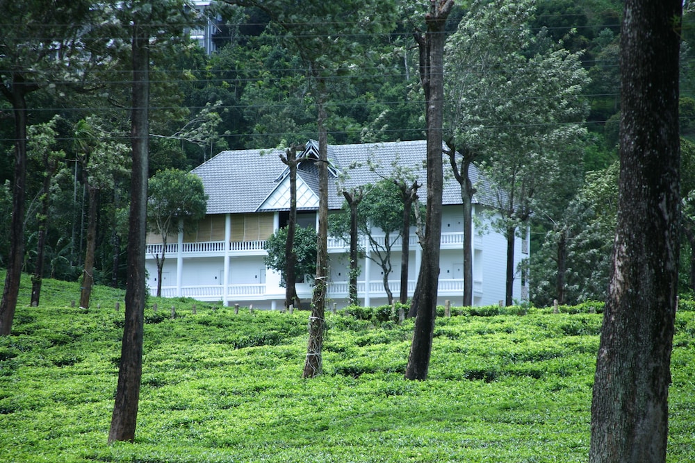 Tea Harvester Munnar 37/50