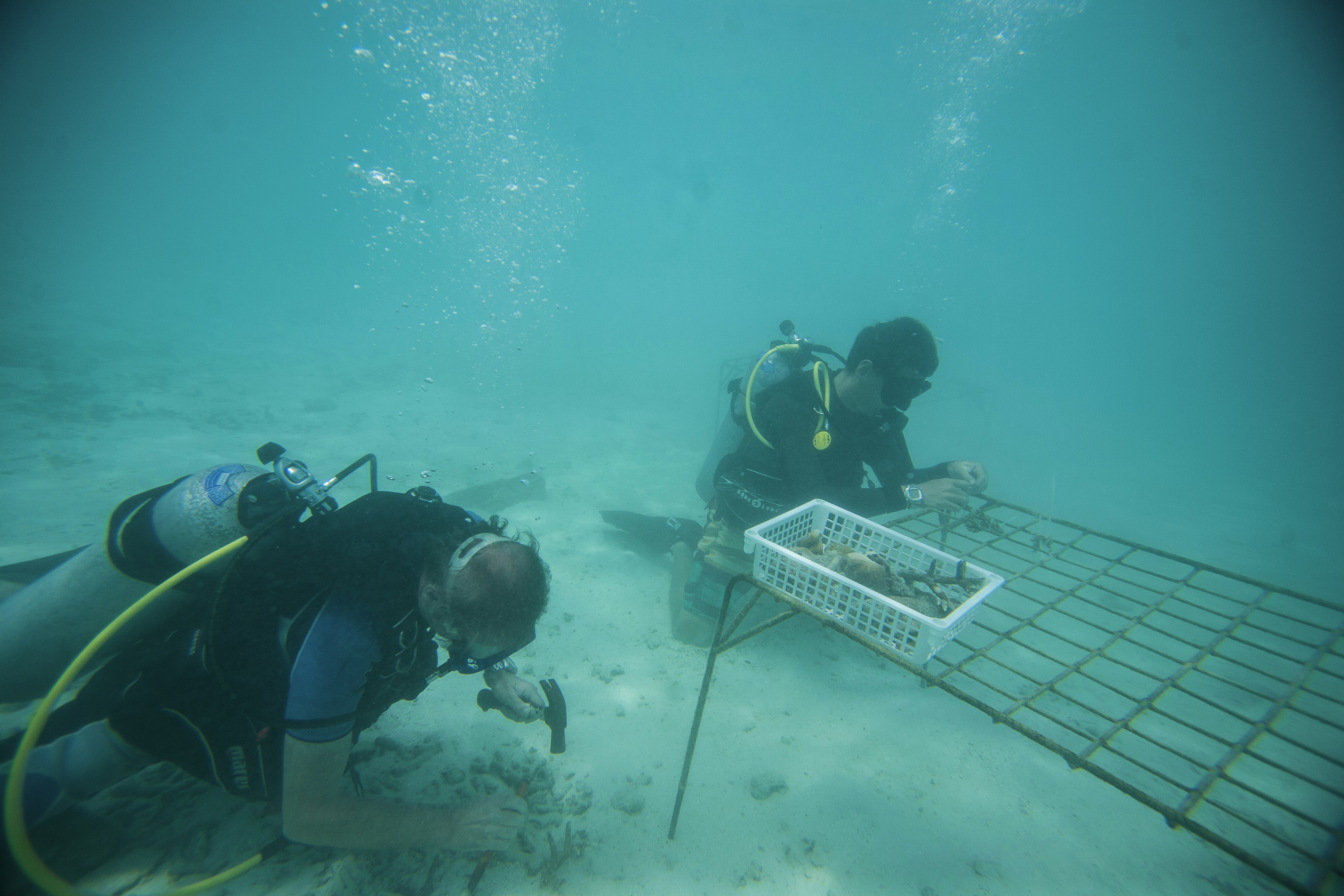 Taj Coral Reef Resort and Spa 63/85