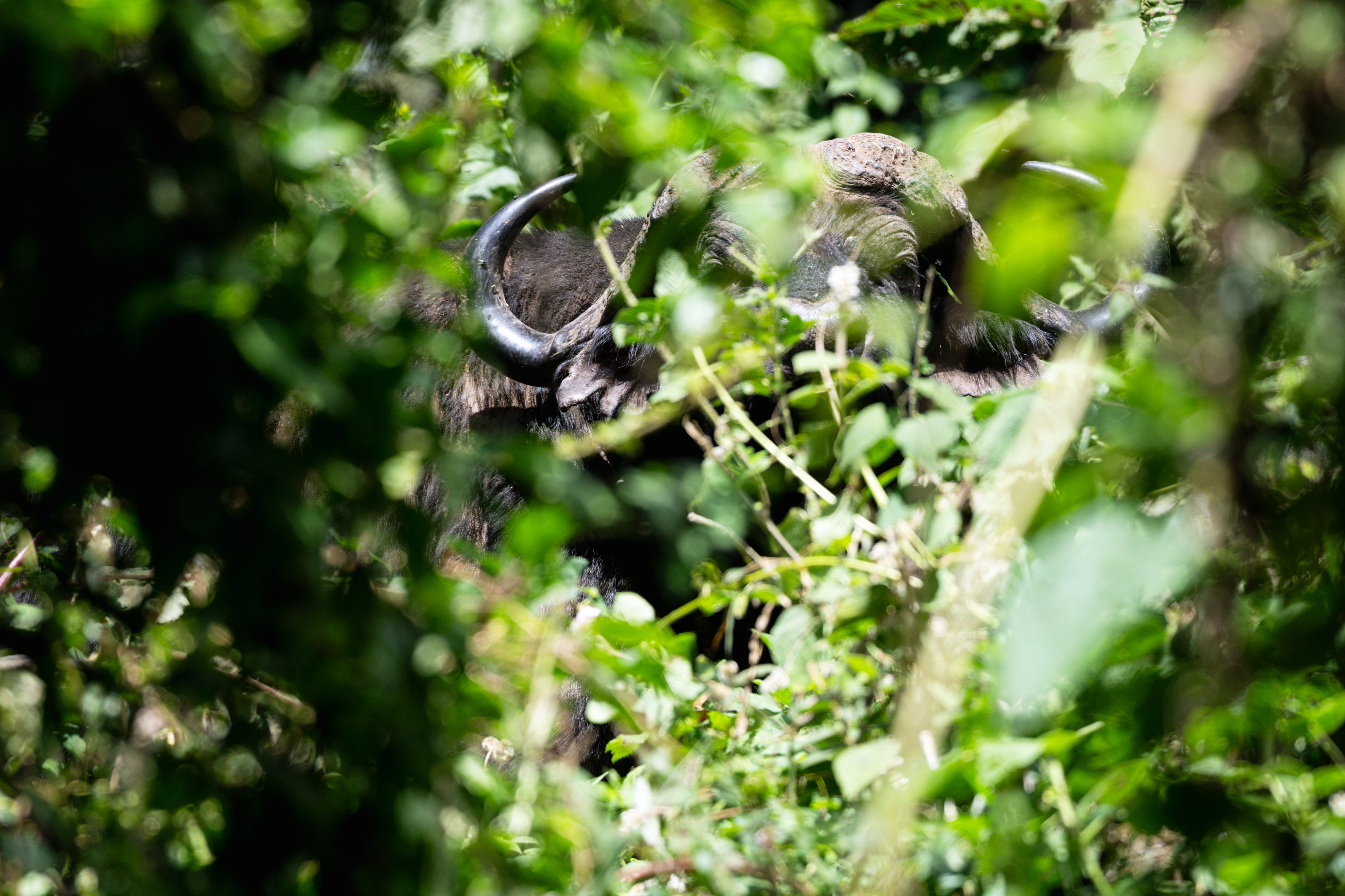 Ngorongoro Lodge member of Melia Collection 54/57