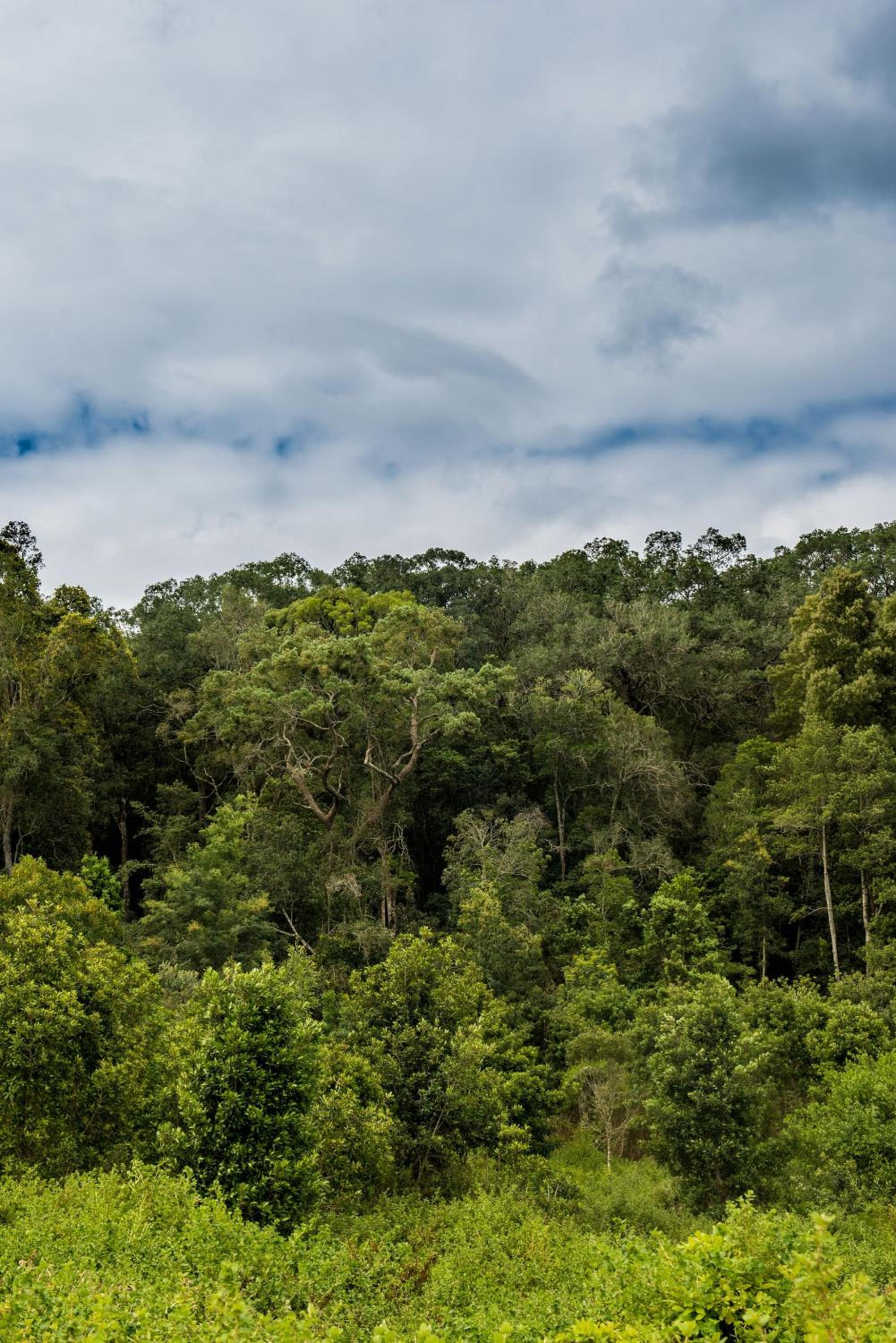 Woodcutters Forest Cottages 16/18