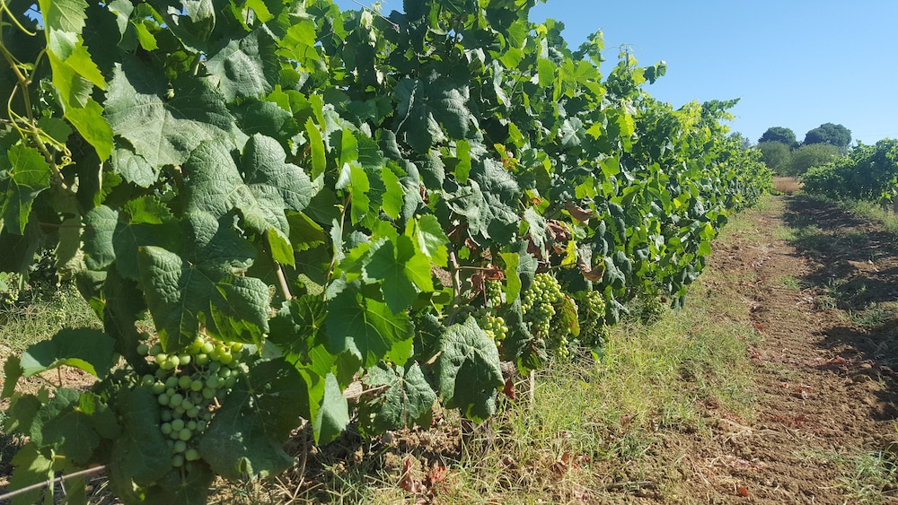 Casale Delle Rose 7/70