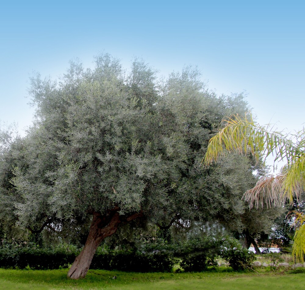 Zaiera Resort Club 14/30