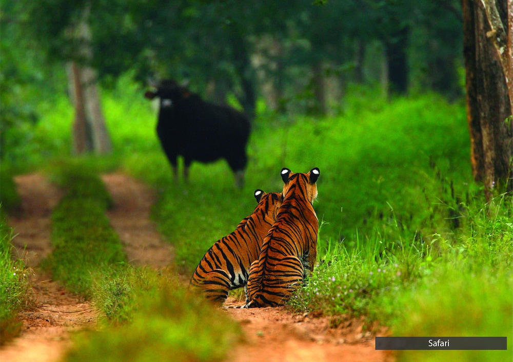 The Serai Bandipur 36/45