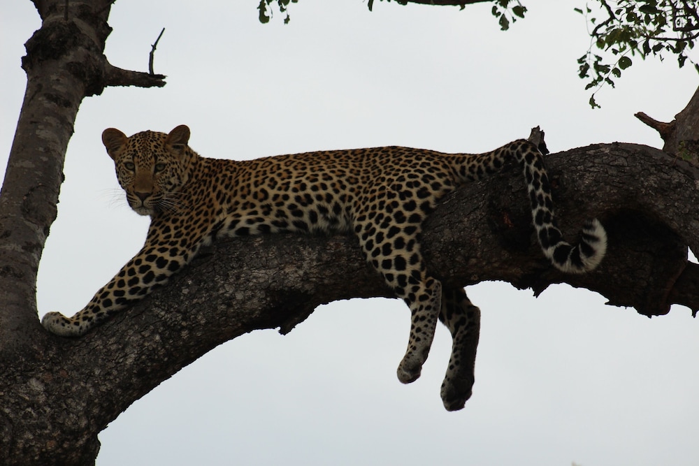 Shumbalala Game Lodge 38/50