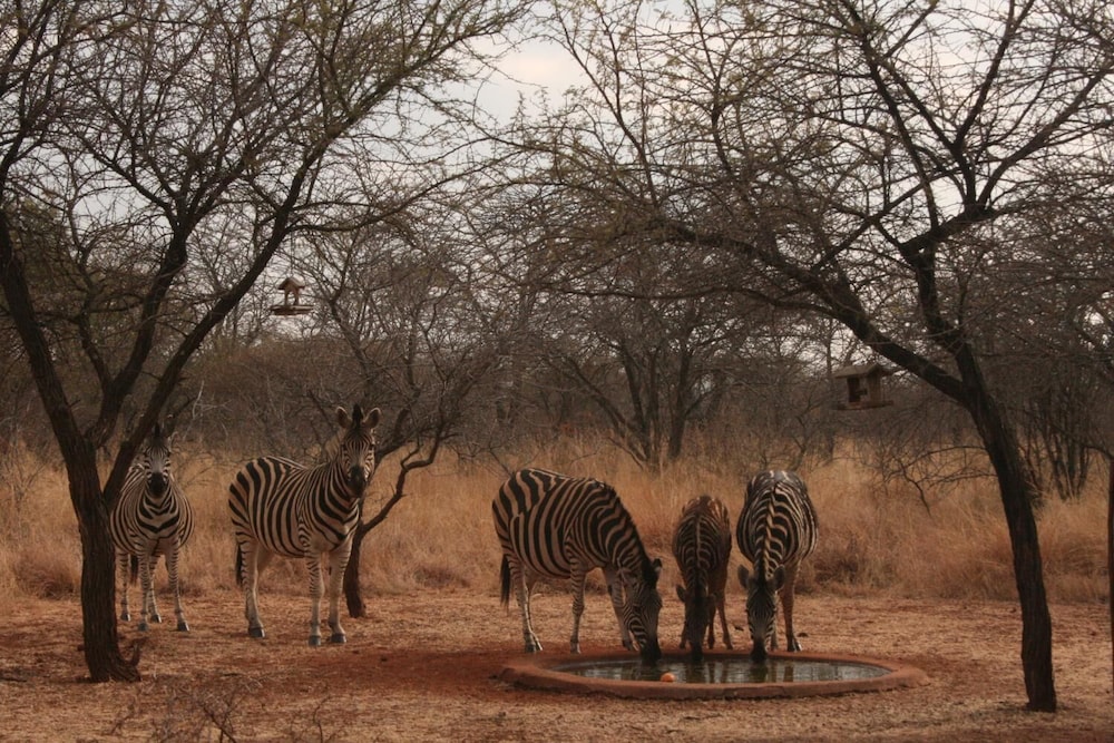 Makhato 84 Bush Lodge 32/45