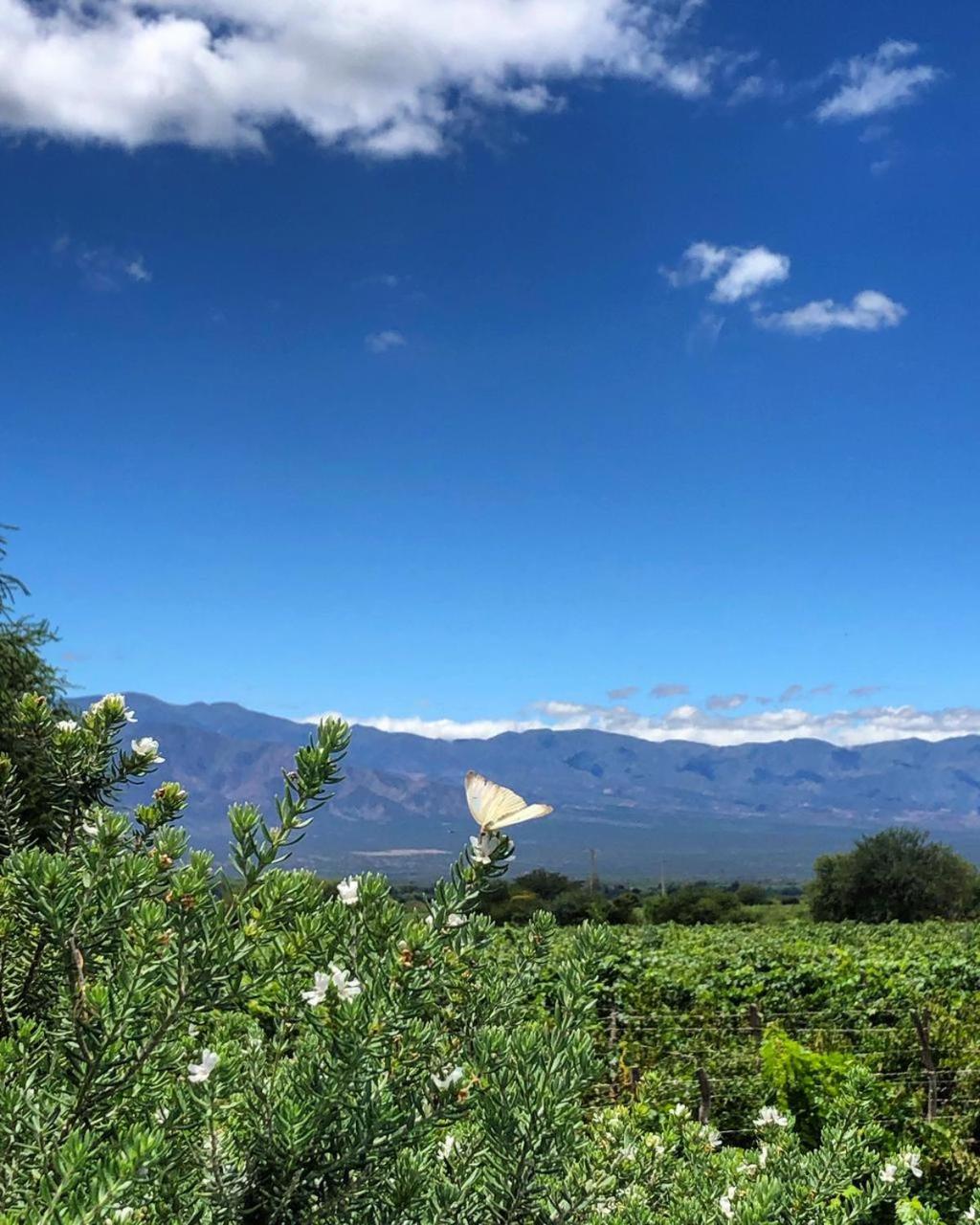 Vinas de Cafayate Wine Resort 45/53