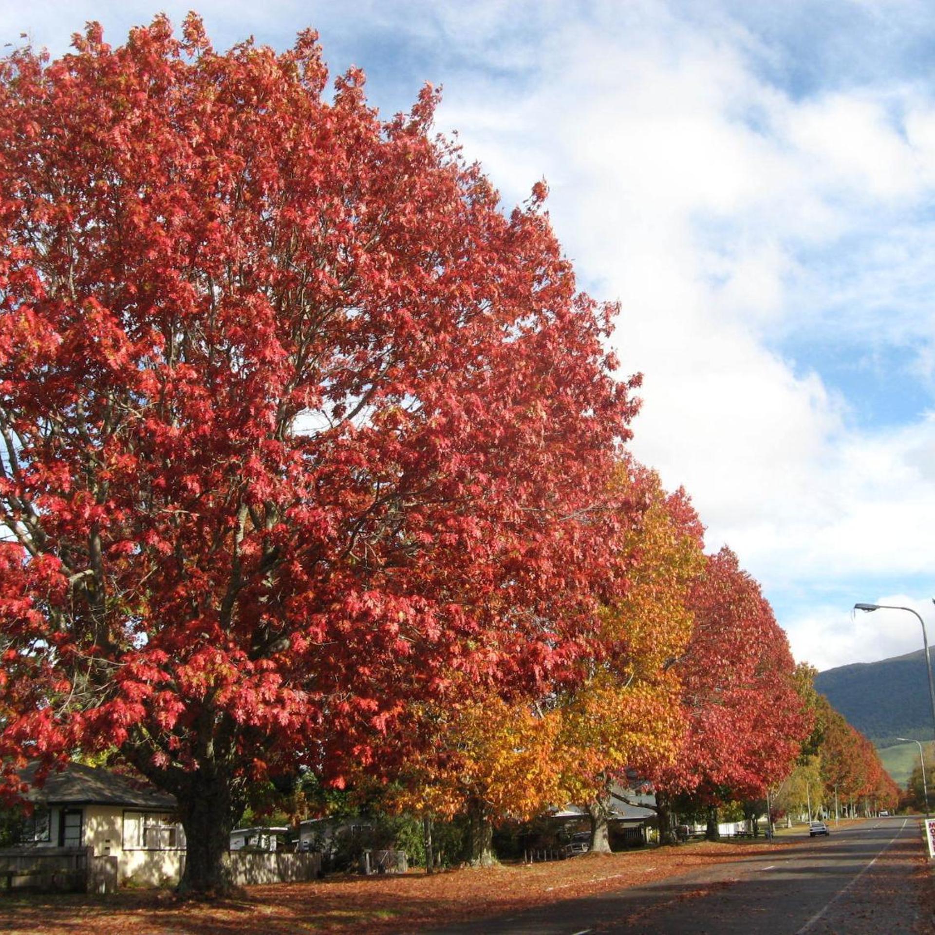 Tongariro River Motel 50/55