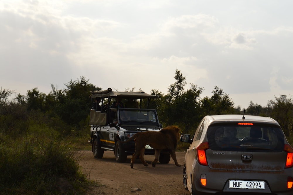 Imbube Safari Lodge 41/50