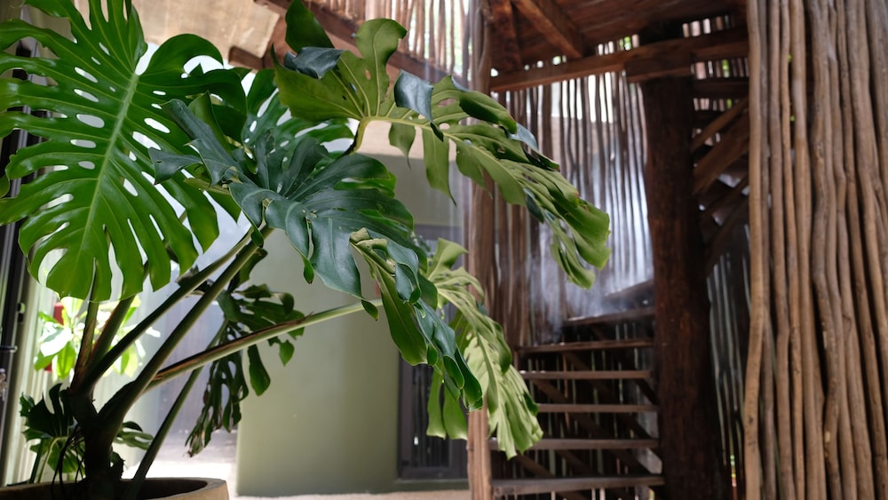 Loba Tulum 30/40