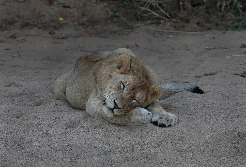 Camp Nkwazi 21/29