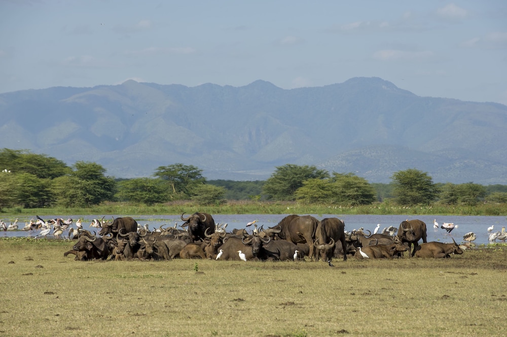 Lake Manyara Serena Safari Lodge 41/62