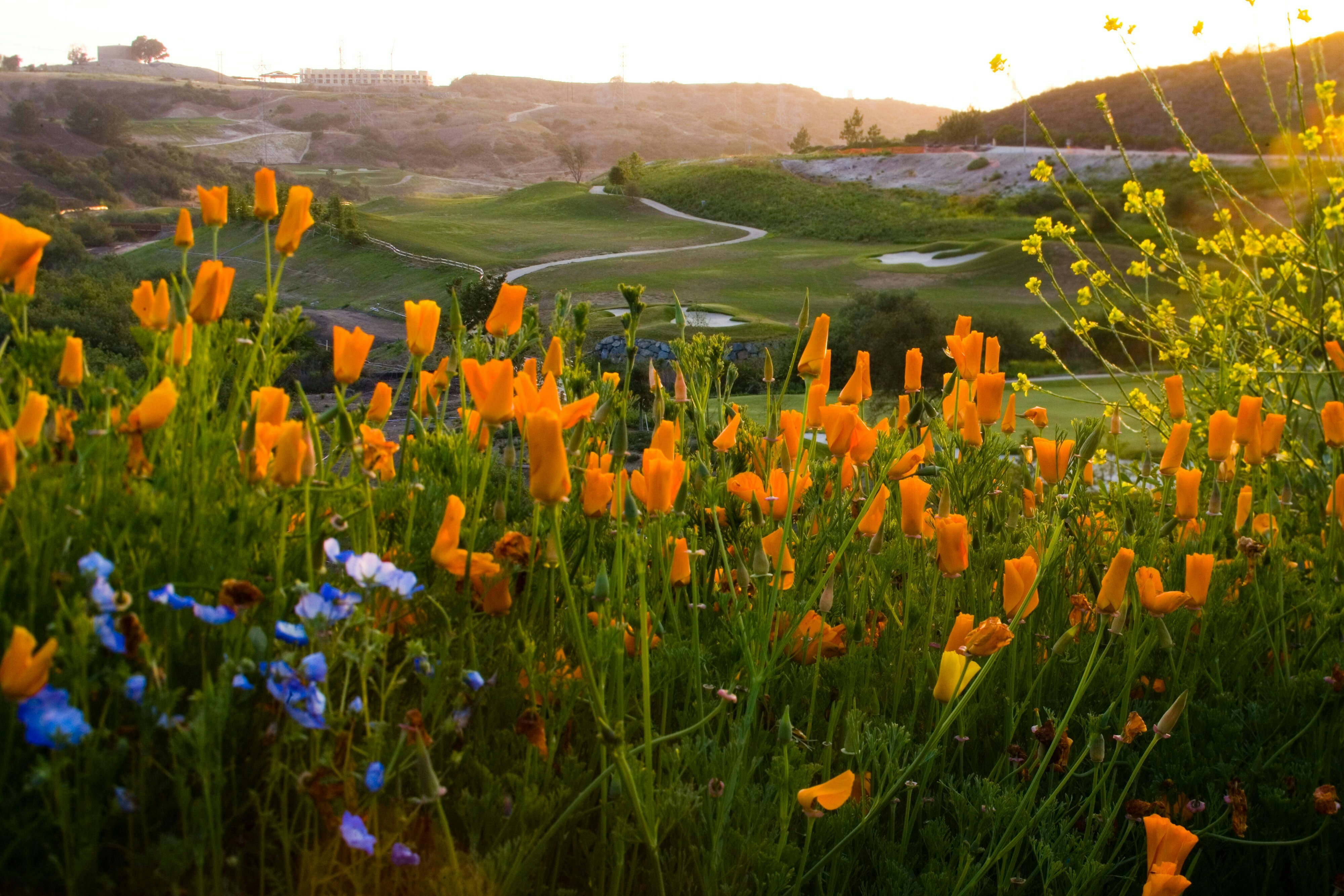 Westin Carlsbad Resort Spa 23/31