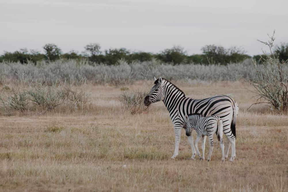 Etosha Safari Camp 30/42