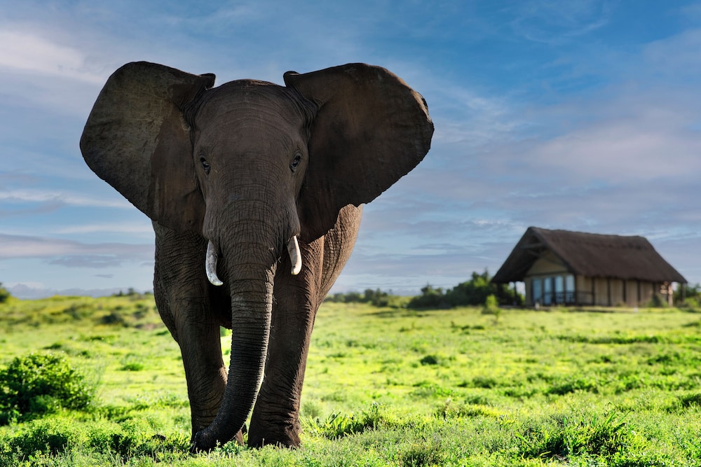 Gorah Elephant Camp 30/50