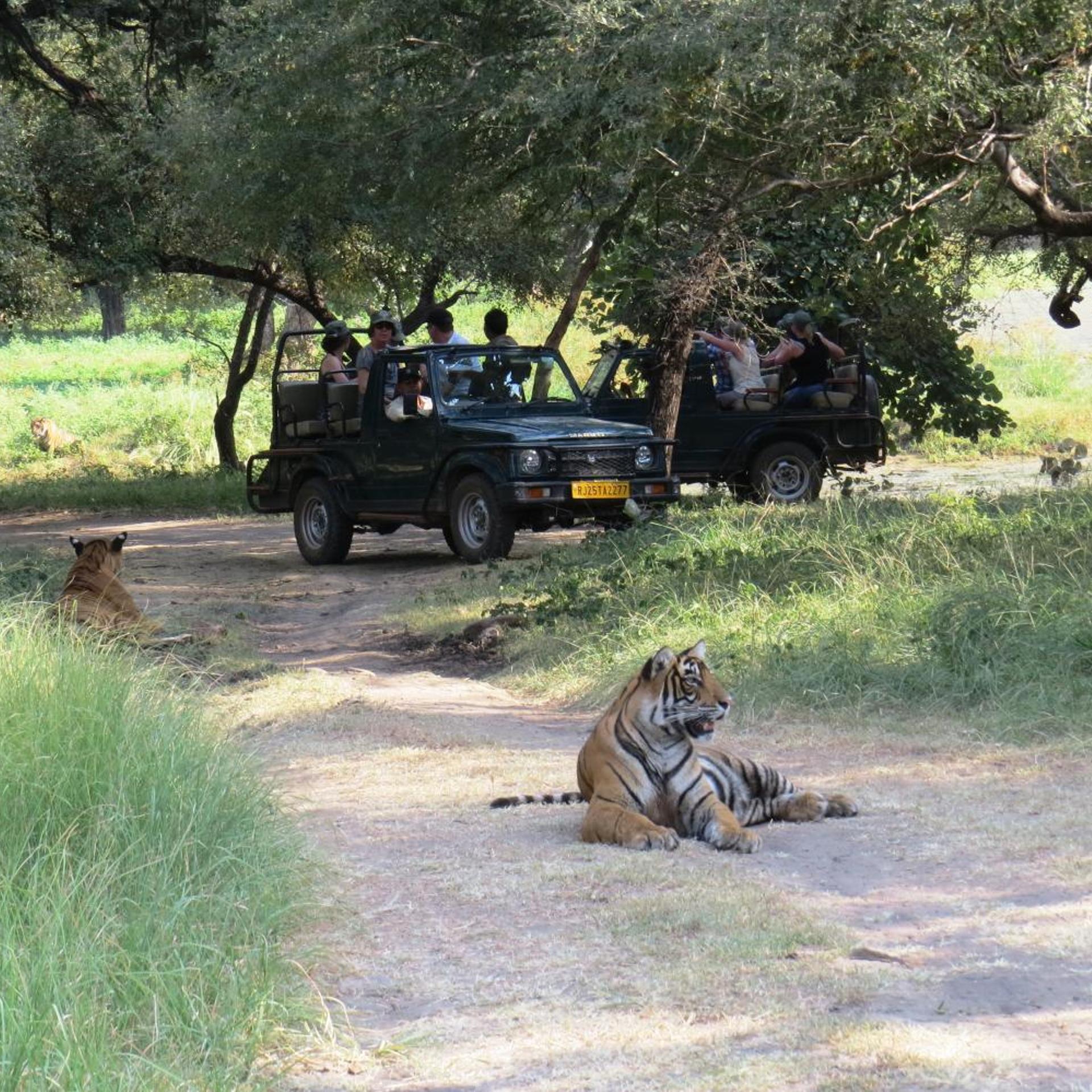 Treebo Rajputana Ranthambore 42/50
