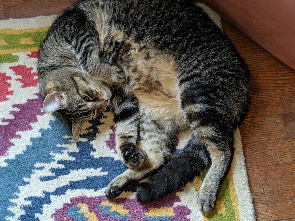 The One Cat B And B 42/44