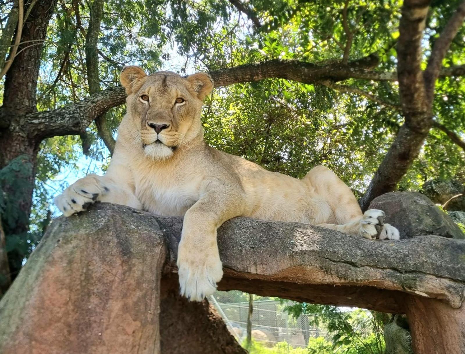 Pumbaa Wildlife Park and Accommodation 18/38
