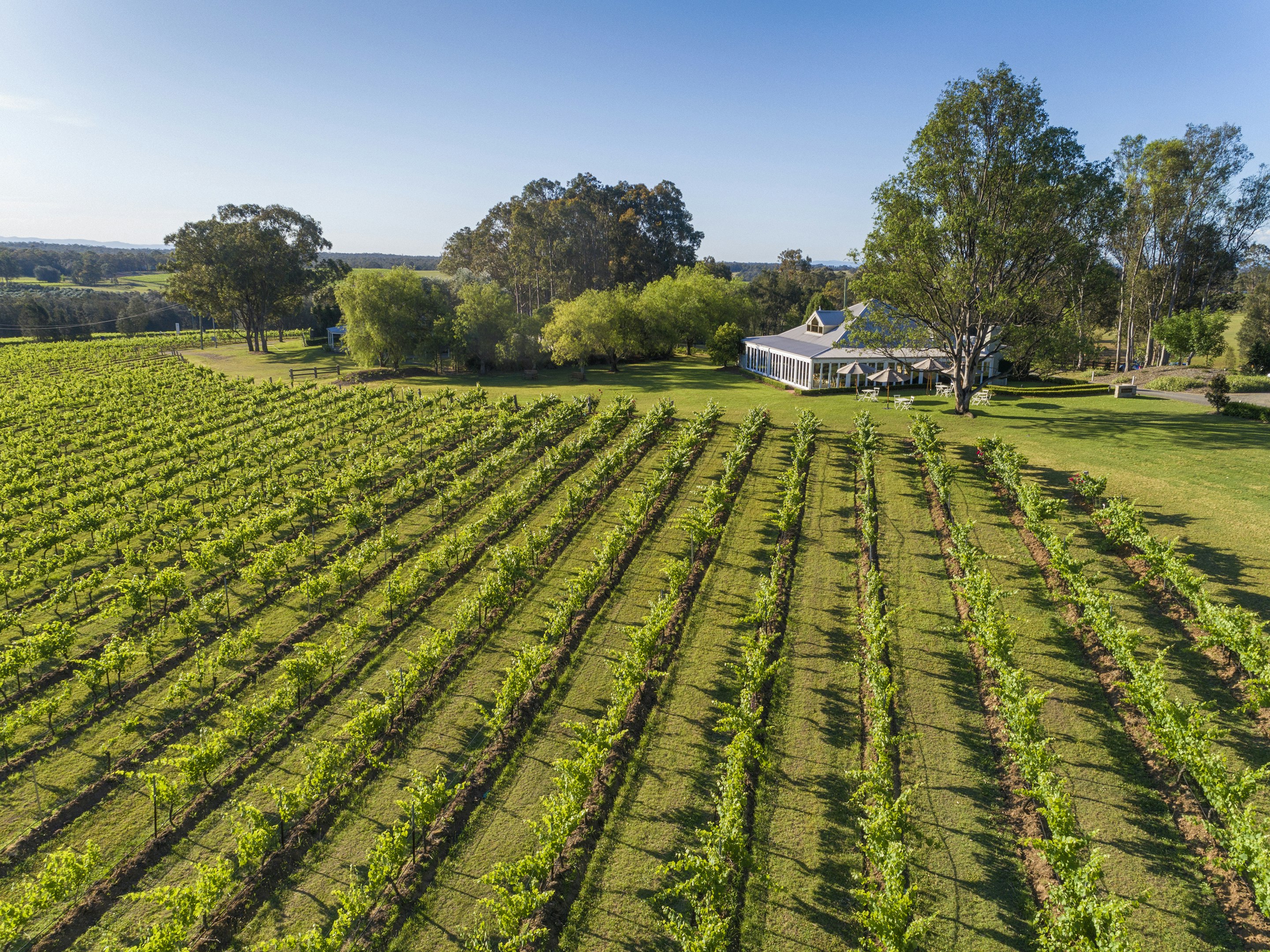Spicers Vineyards Estate 56/59