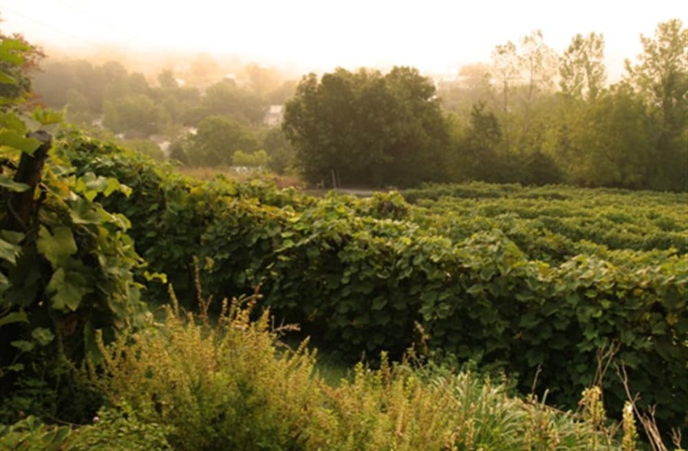 Hermann Hill Vineyard & Inn 43/51