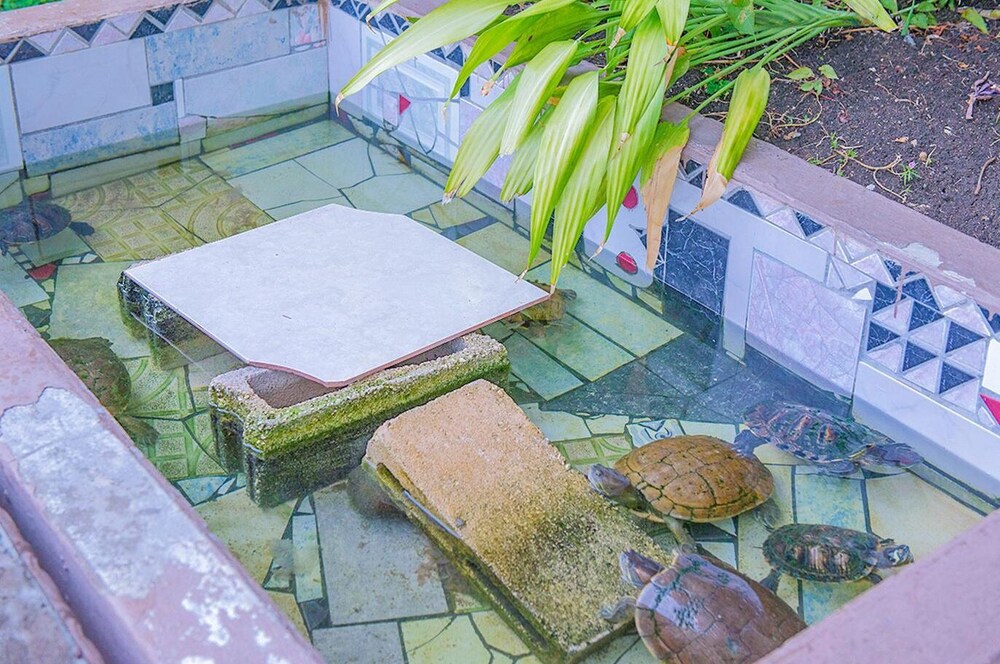 Sword Fish Beach Suite At Turtle Towers 13/26