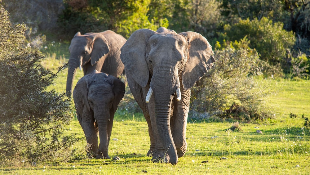 Gondwana Game Reserve 46/50