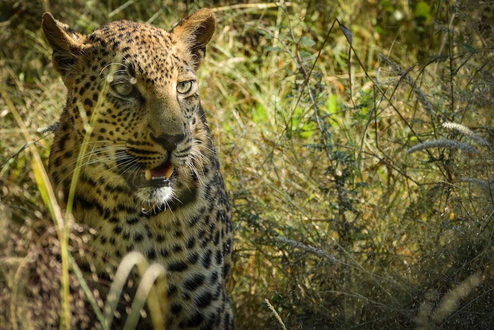 Lion Sands Kruger National Park 46/50