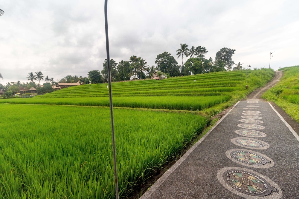 Uma Sari Rice Terrace 45/50