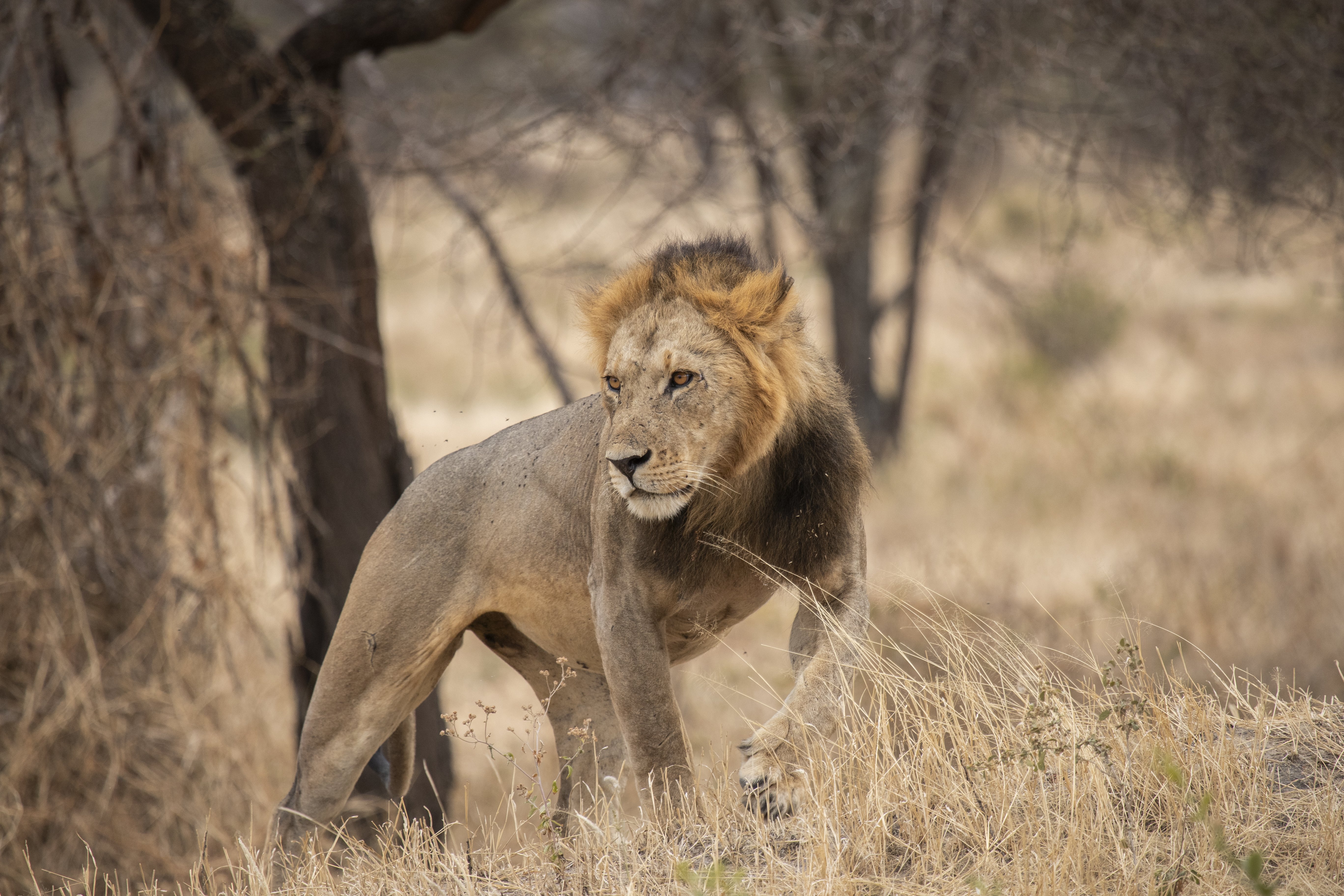 Ngorongoro Lodge member of Melia Collection 25/57