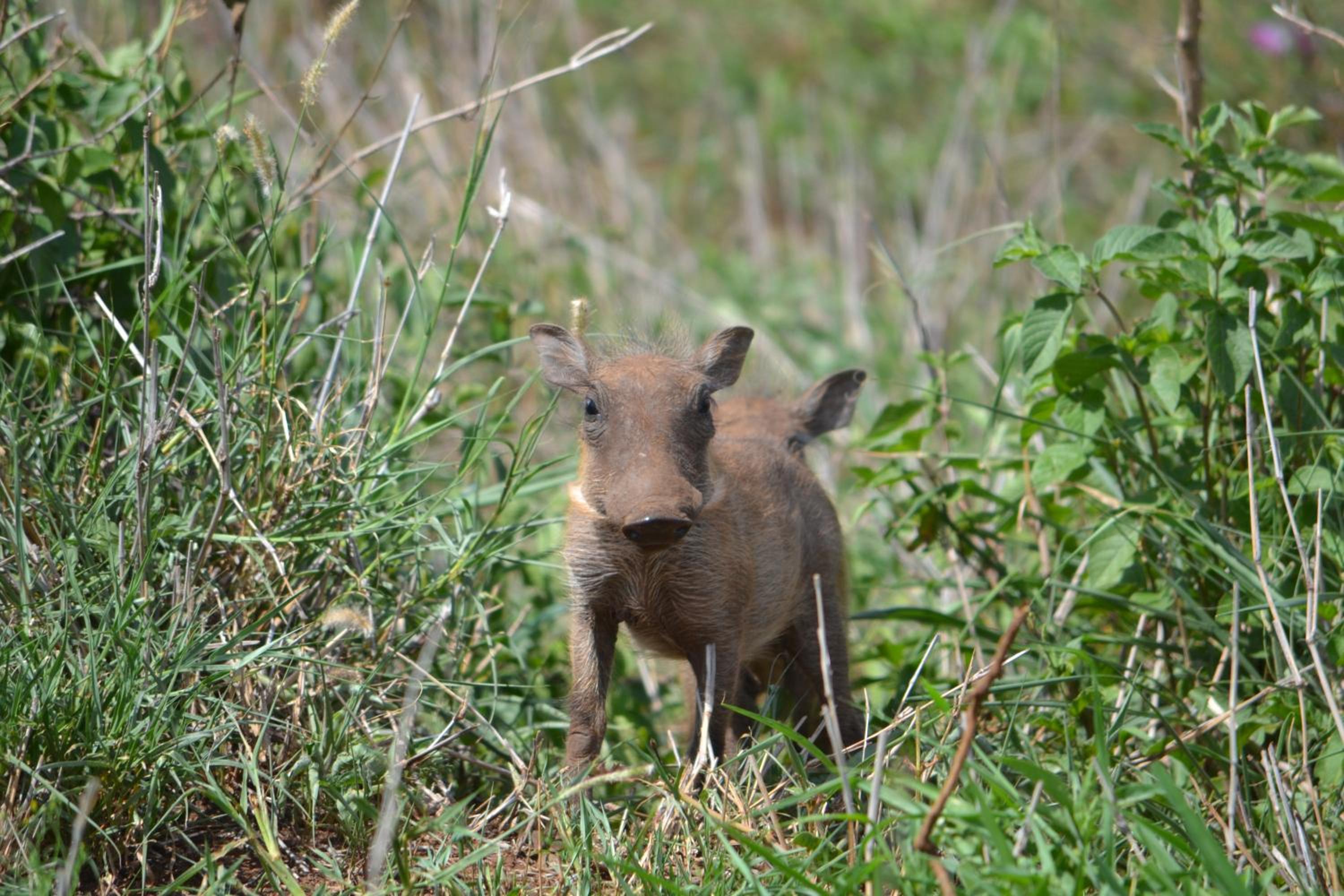 White Elephant Safari Lodge 15/21