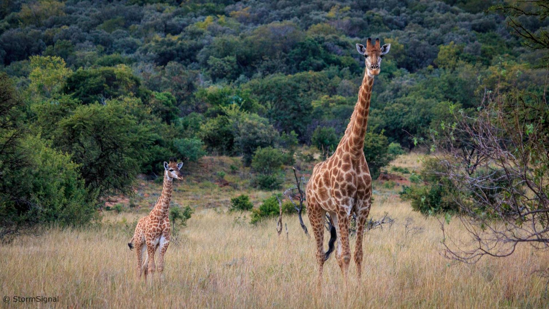 Thaba Manzi Ranch 19/27