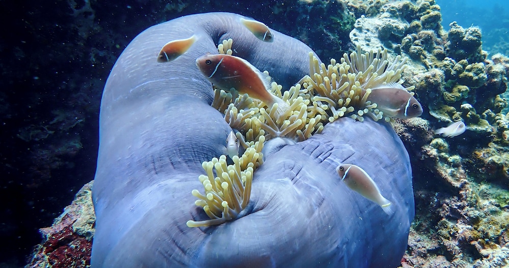 ザ ターナ リゾート コタオ 写真3