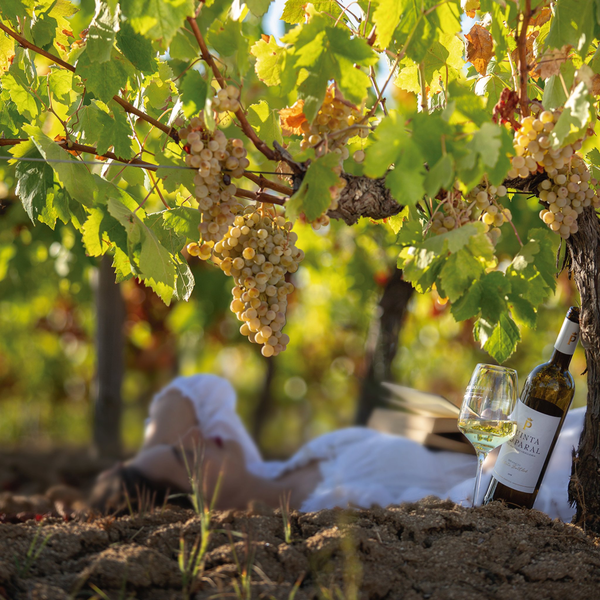 Quinta do Paral - The Wine Hotel 16/21