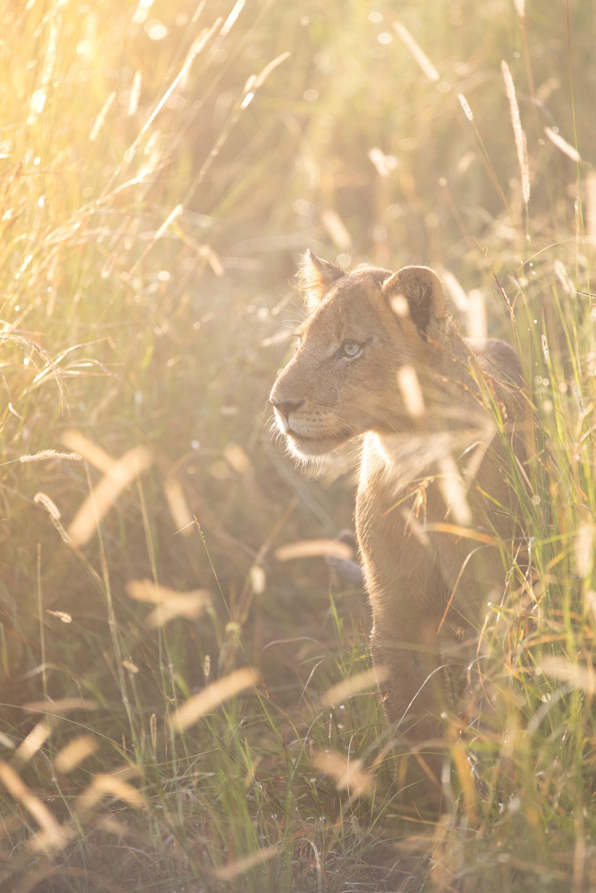 Cheetah Plains Private Game Reserve 32/96