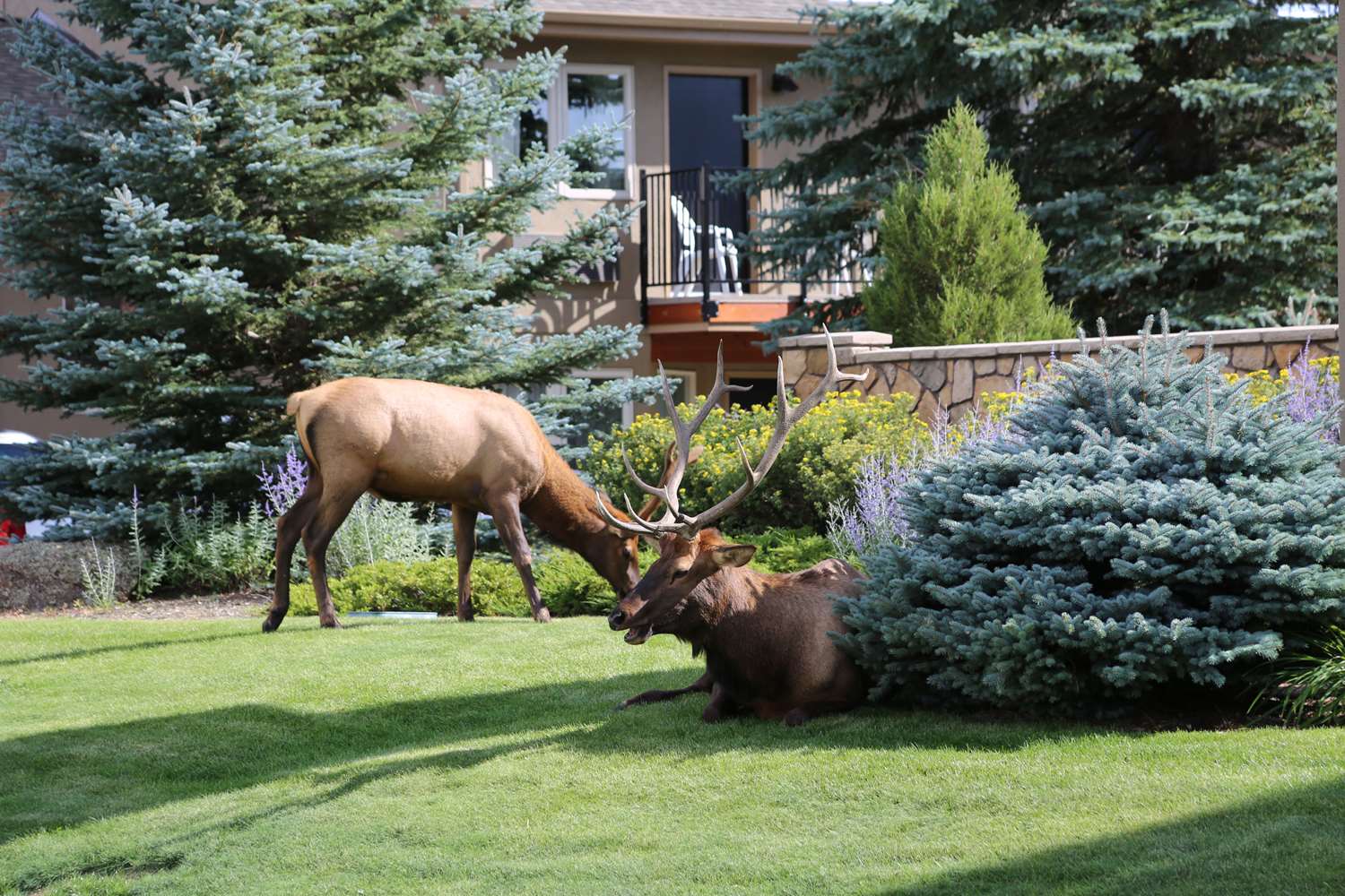 Quality Inn near Rocky Mountain National Park 13/17