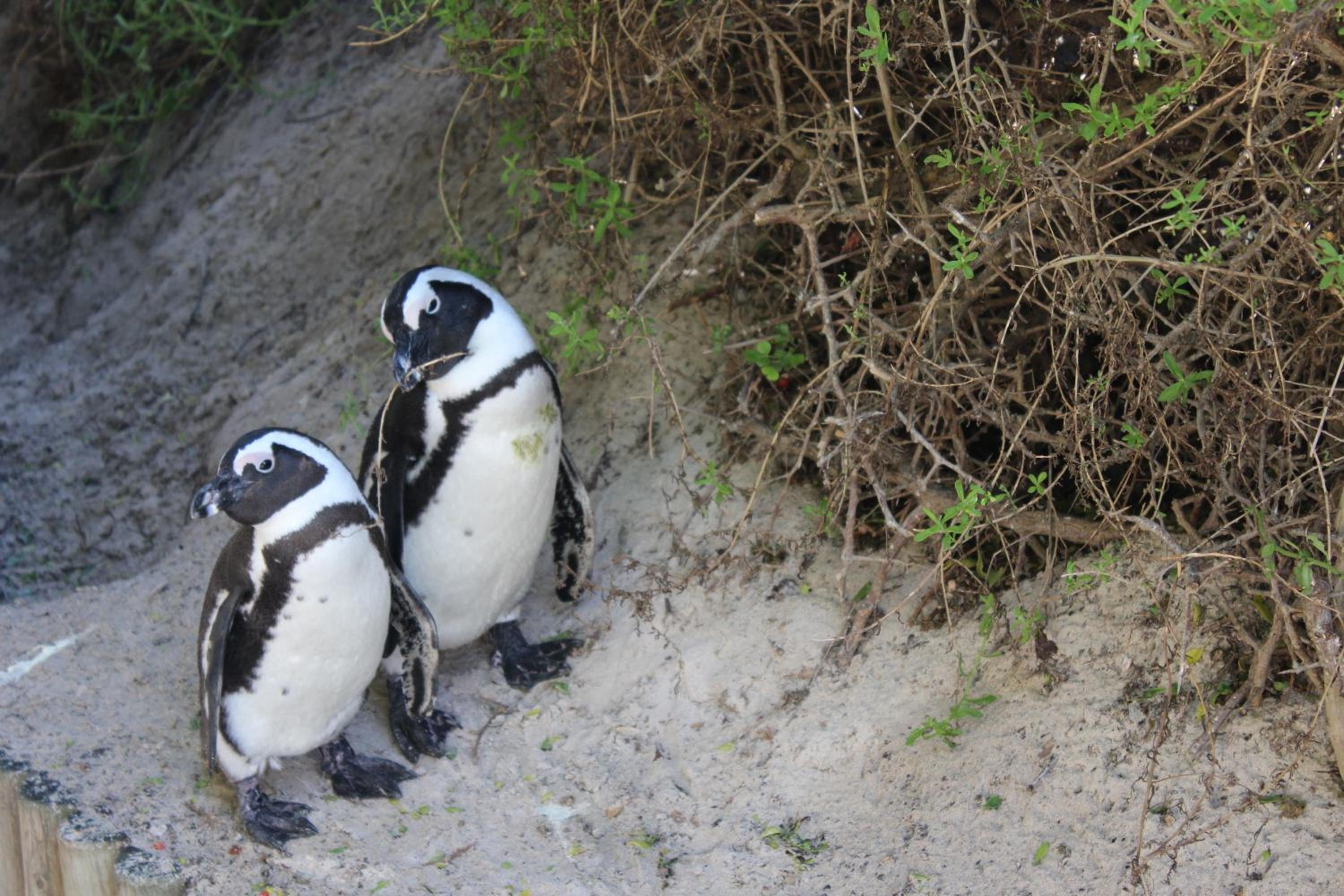 Boulders Beach House 4/15