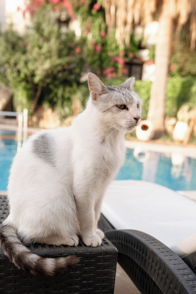 Sunny Garden Nilufer 13/49