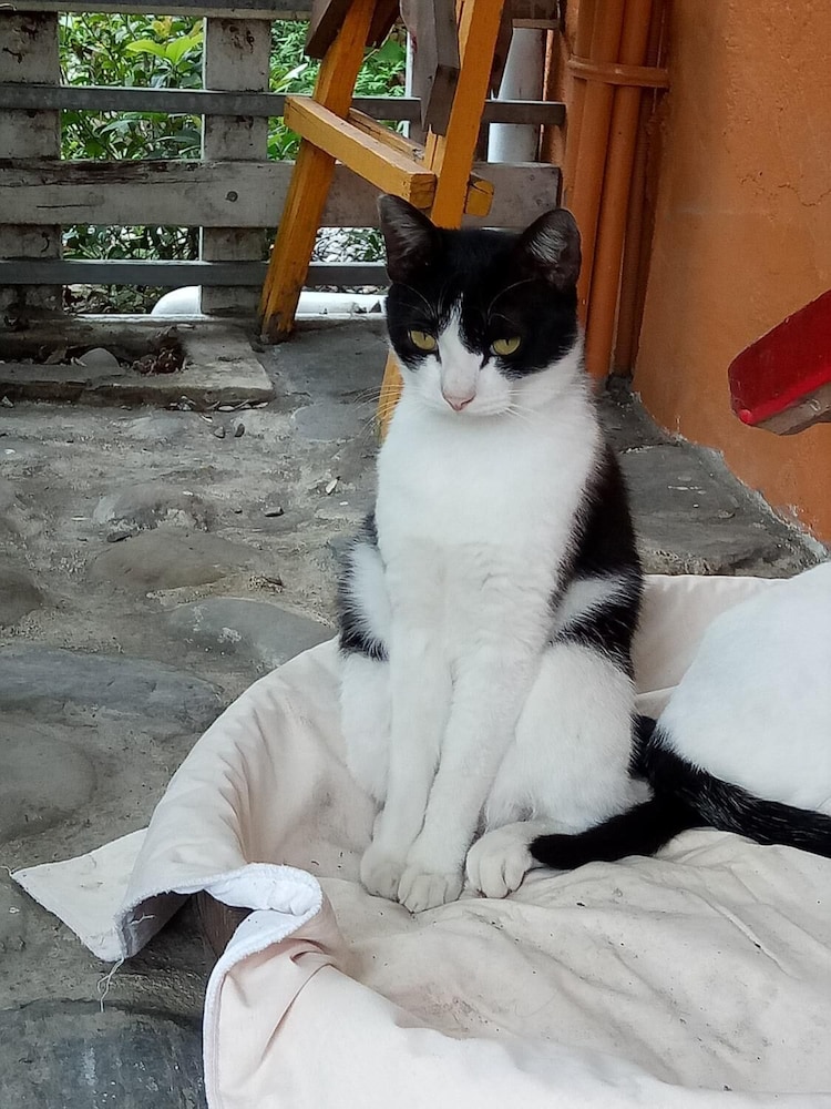 Cat Sky Country Homestay 22/45
