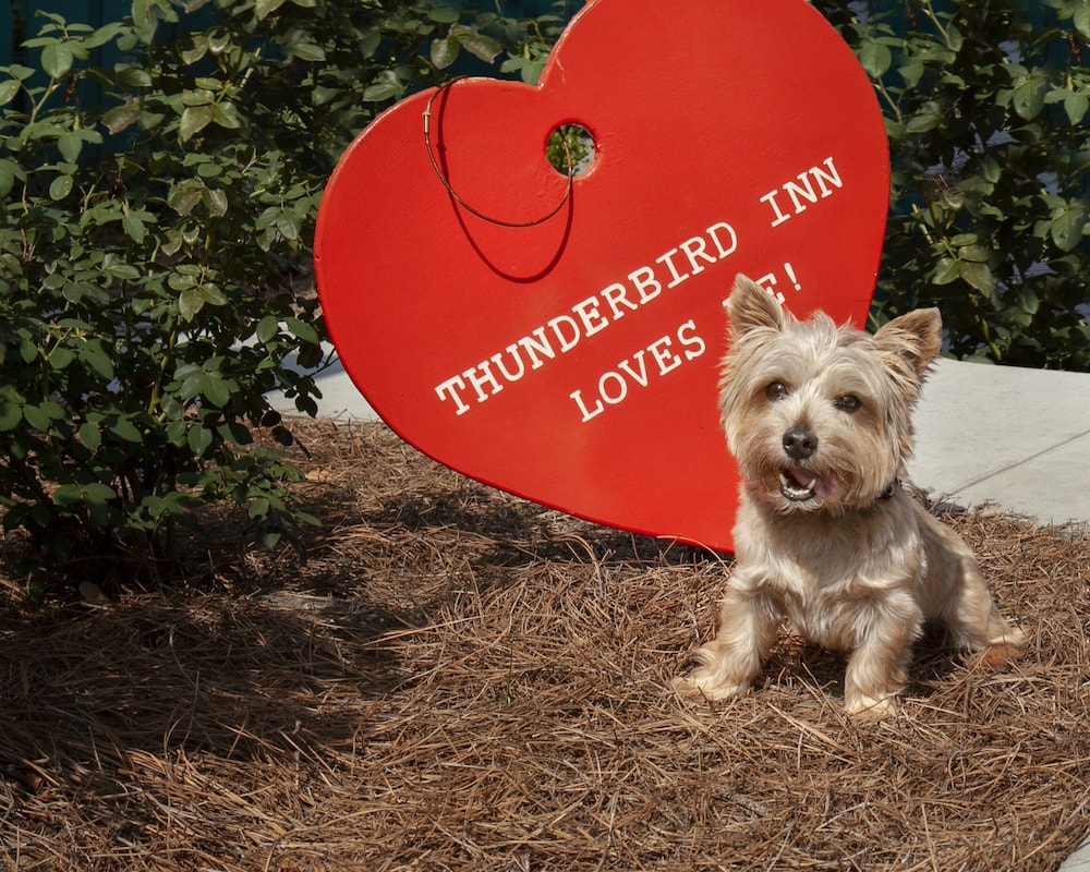 Thunderbird Inn 23/56