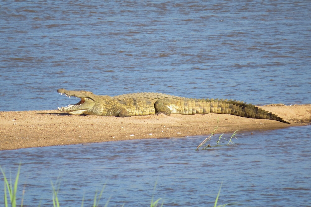 Crocodile Bridge Safari Lodge 29/50