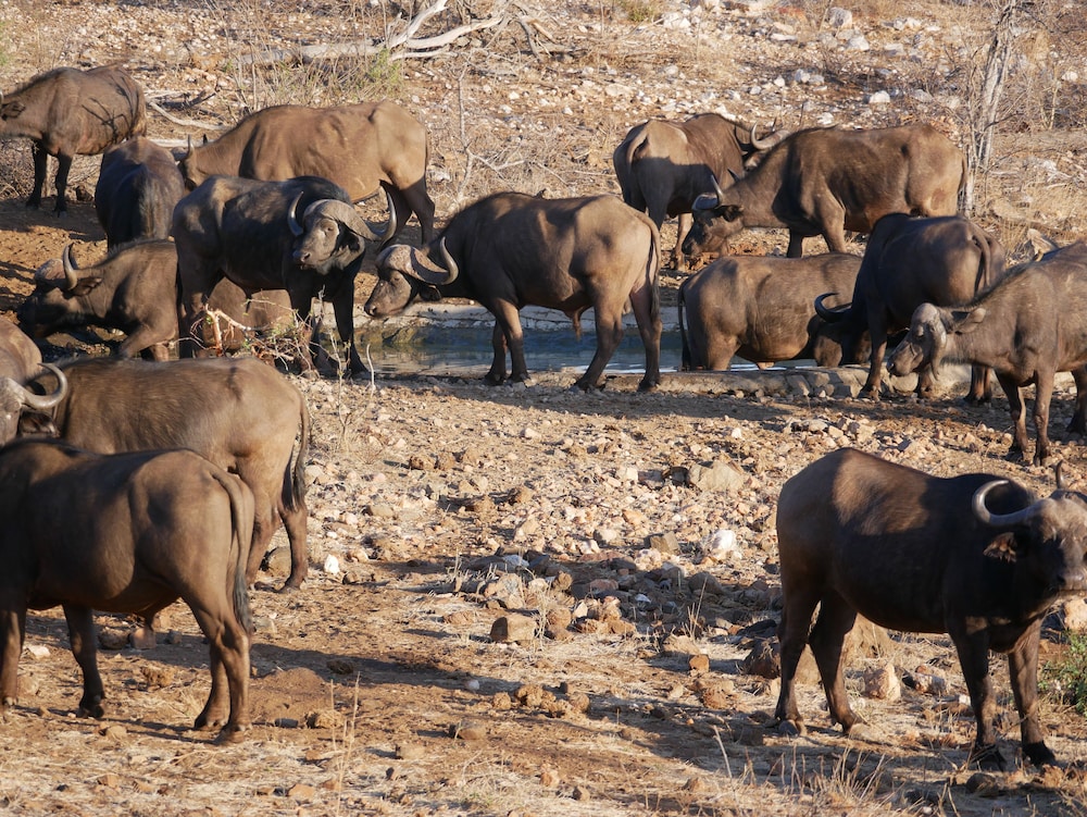 Mbizi Bush Lodge 28/50