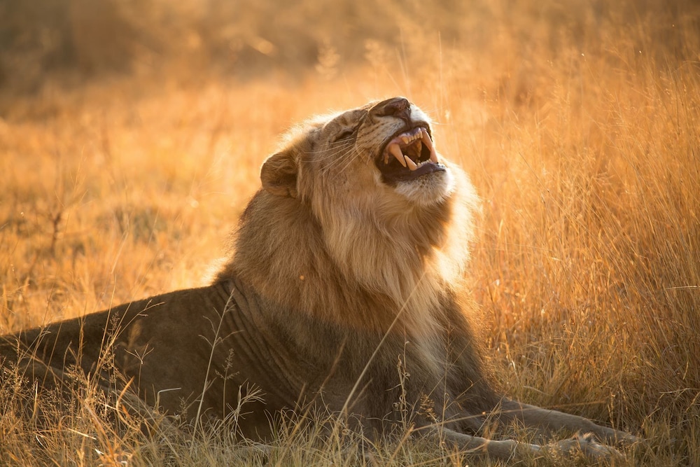 Nkala Safari Lodge 33/43
