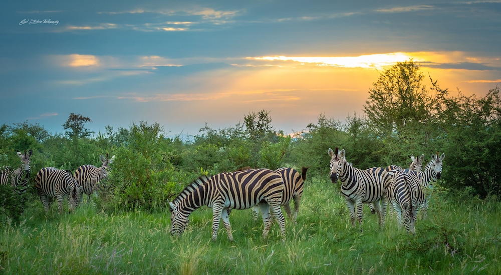 Impodimo Game Lodge 24/32