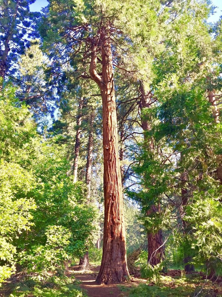 Club Tahoe 54/56